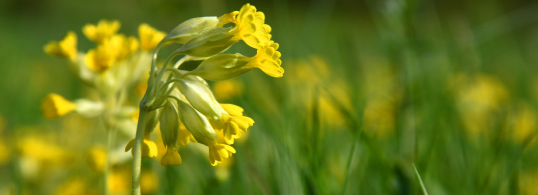 Bees like Cowslip flowers