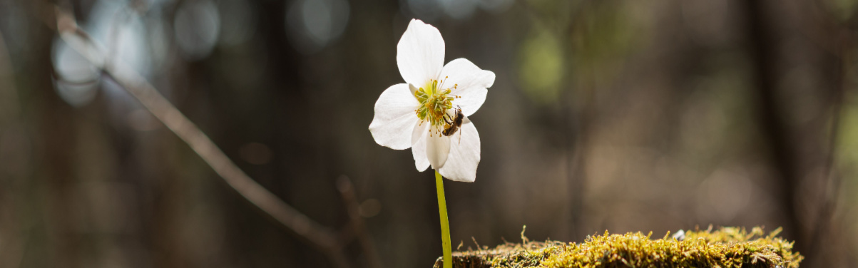 Hellebore Flower with bee