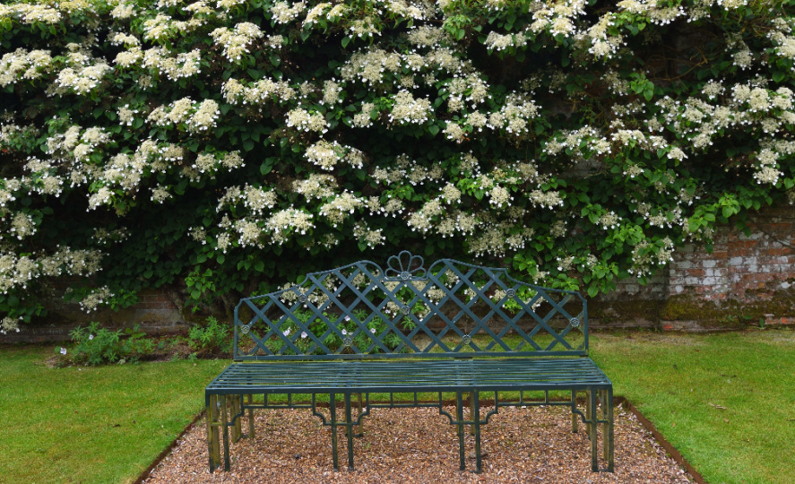 White flowering Climbing Hydrangea 