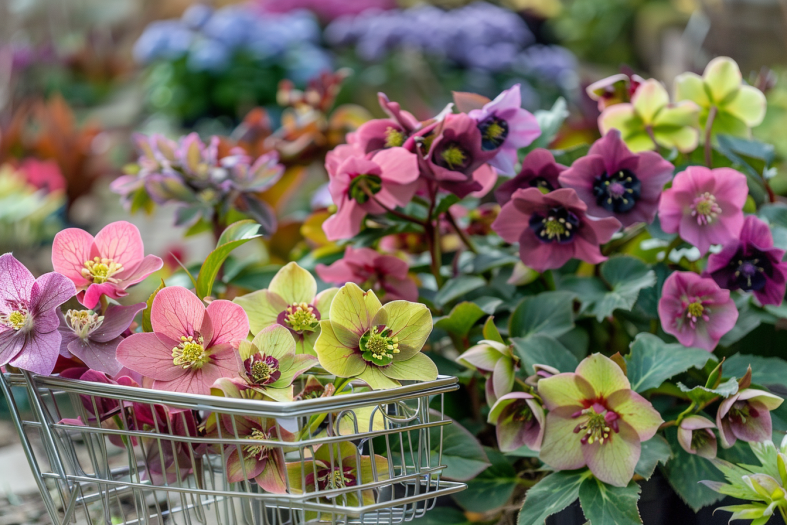 Where To Buy Hellebores